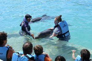 nadar con delfines en unas vacaciones en el caribe