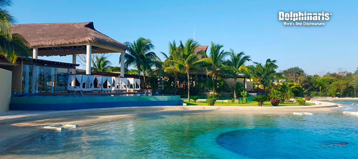 Where Are the Best Dolphinariums In the Mayan Riviera?