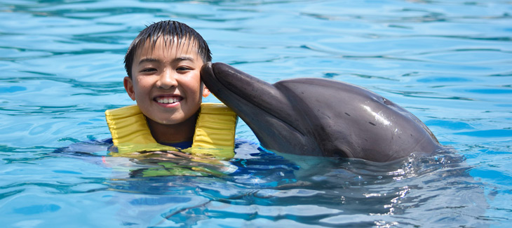 Why Swimming with Dolphins is a Life Experience for Children