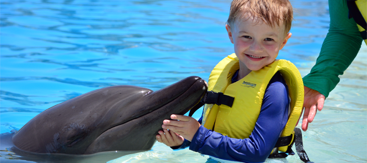 The best dolphinariums in the world to swim with dolphins
