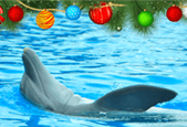 How to celebrate Christmas with a dolphin theme