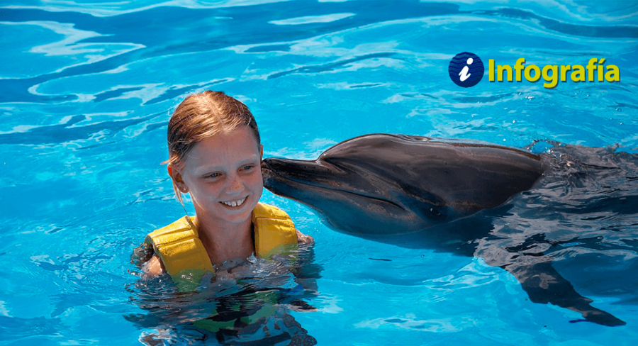 ¡Conoce las características de los delfines!