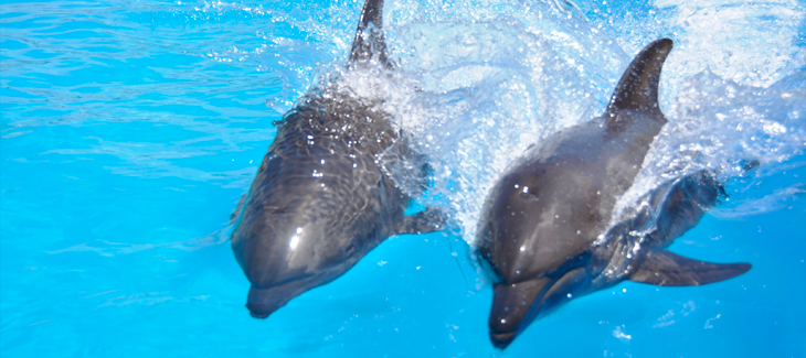 Dolphins and their behavior