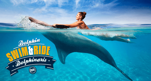 dolphinaris-aquavet-iii-ultrasonography