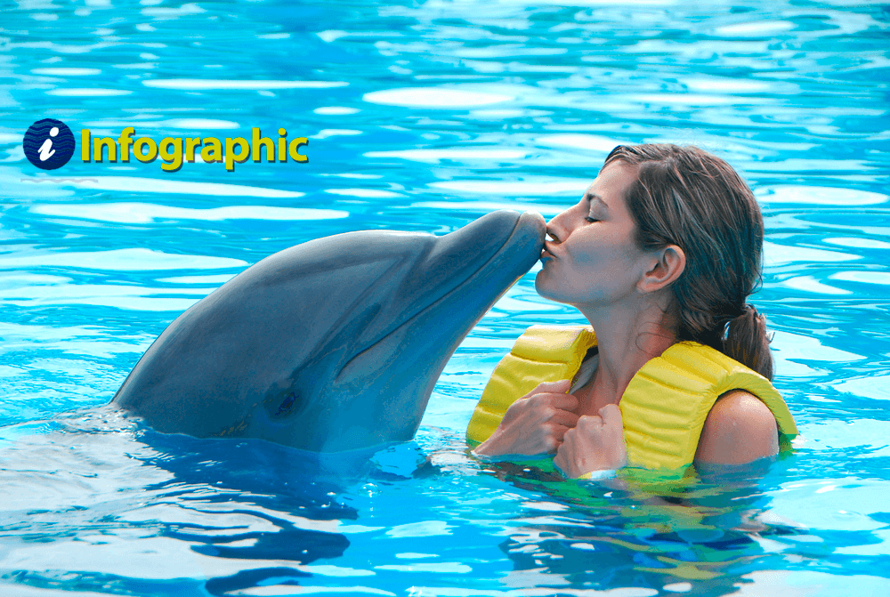 Make your dream come true: Swim with the dolphins